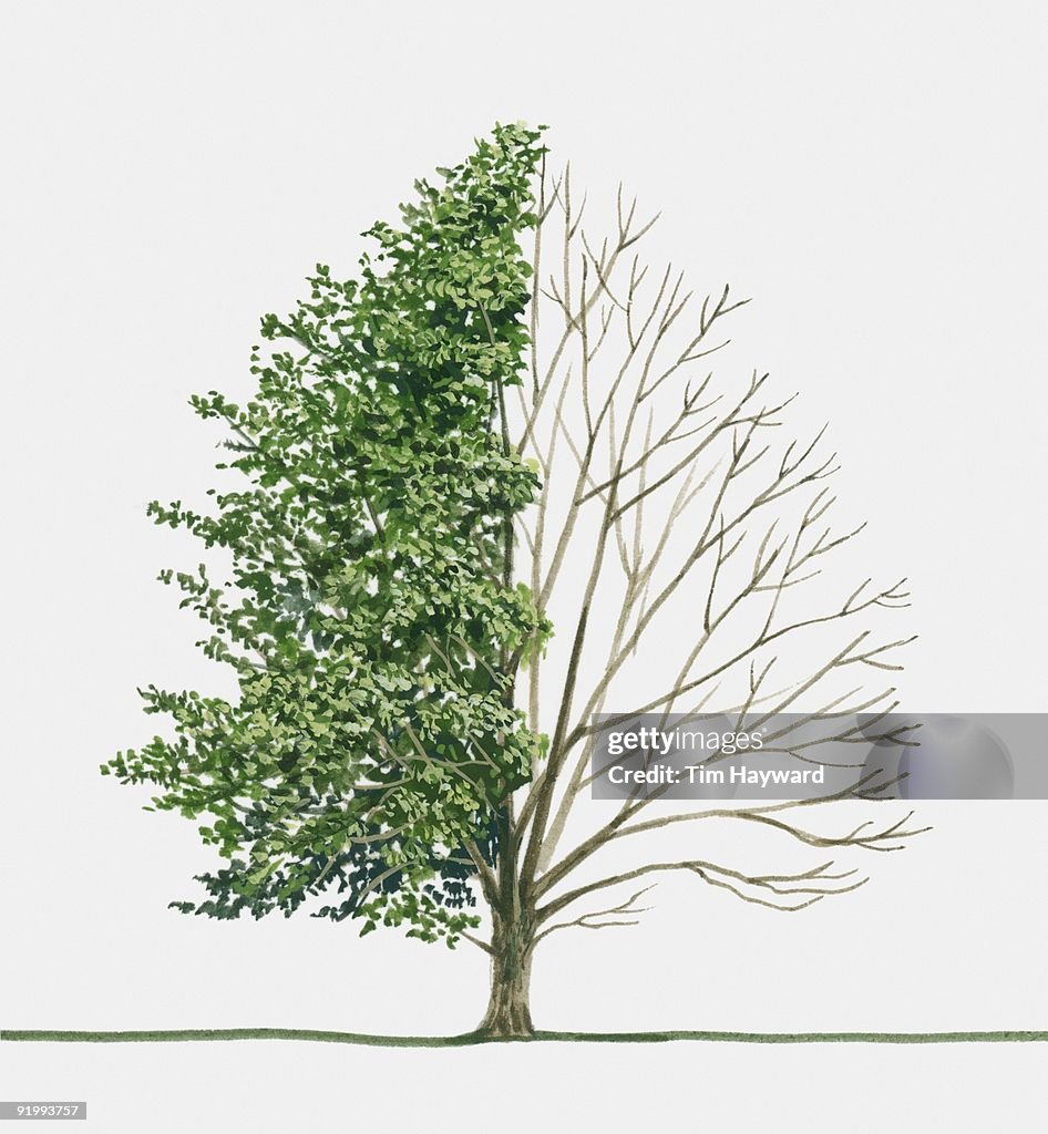 Illustration of Sorbus alnifolia (Korean Whitebeam), a deciduous tree showing summer leaves and bare
