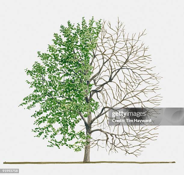 illustration of rhamnus cathartica (common buckthorn), a deciduous tree showing summer leaves and ba - rhamnus cathartica stock illustrations