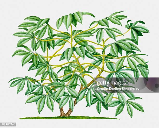 illustration of cassava (yucca), tropical shrub with green leaves - cassava leaf stock illustrations