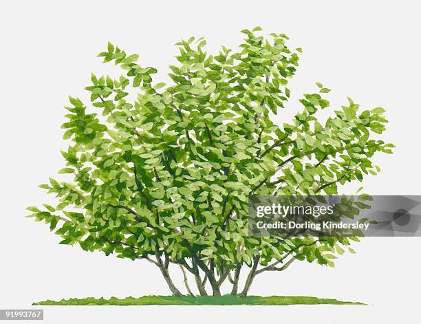 illustrations, cliparts, dessins animés et icônes de illustration of hamamelis (witch hazel), deciduous shrub with abundance of green leaves - hamamelis