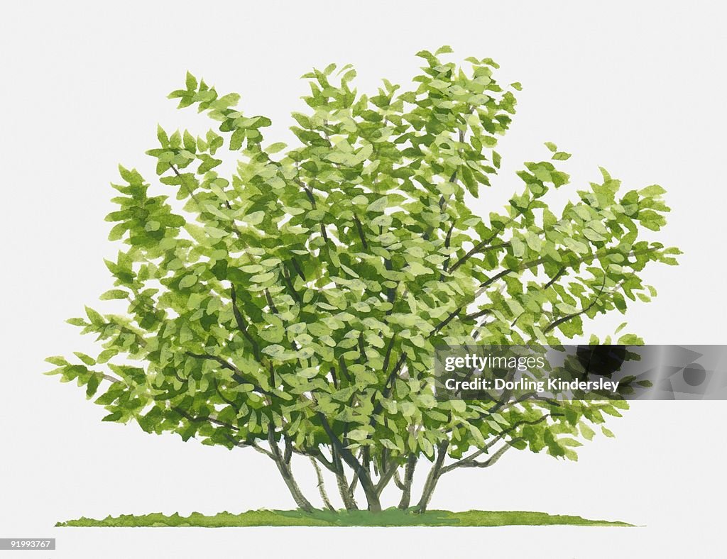 Illustration of Hamamelis (Witch Hazel), deciduous shrub with abundance of green leaves