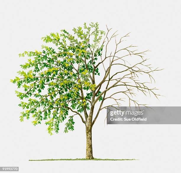 illustration of laburnum anagyroides (common laburnum), a deciduous tree showing summer leaves and b - laburnum anagyroides stock illustrations