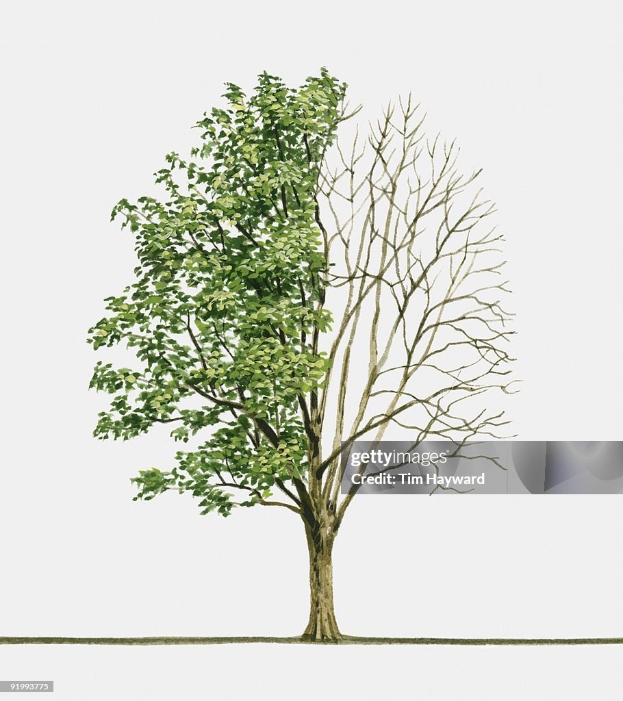 Illustration of Sorbus torminalis (Wild Service Tree), a deciduous tree showing summer leaves and ba
