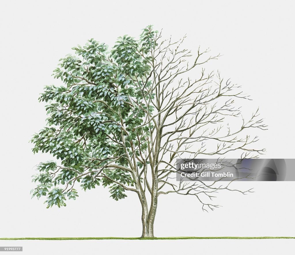 Illustration of Idesia polycarpa, a deciduous tree showing summer leaves and bare winter branches
