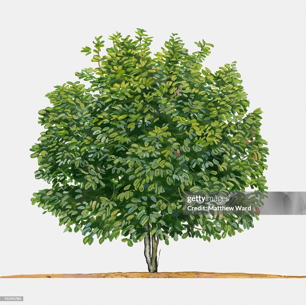 Illustration of cacao (Cocoa), a small tropical tree