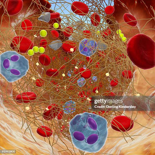 ilustraciones, imágenes clip art, dibujos animados e iconos de stock de cross section showing wound below skin, long fibrin threads trapping red blood, yellow platelets cau - fibrin