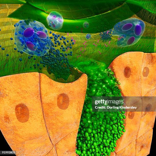 digital cross section illustration of ciliate cell showing rhinovirus and antobodies in nasal cavity - ciliate stock illustrations