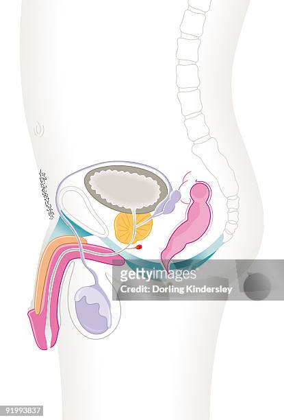 digital cross section illustration of male reproductive system - epididymis stock illustrations