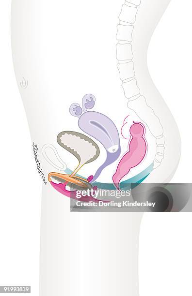 illustrations, cliparts, dessins animés et icônes de digital cross section illustration of female reproductive system - gros intestin humain