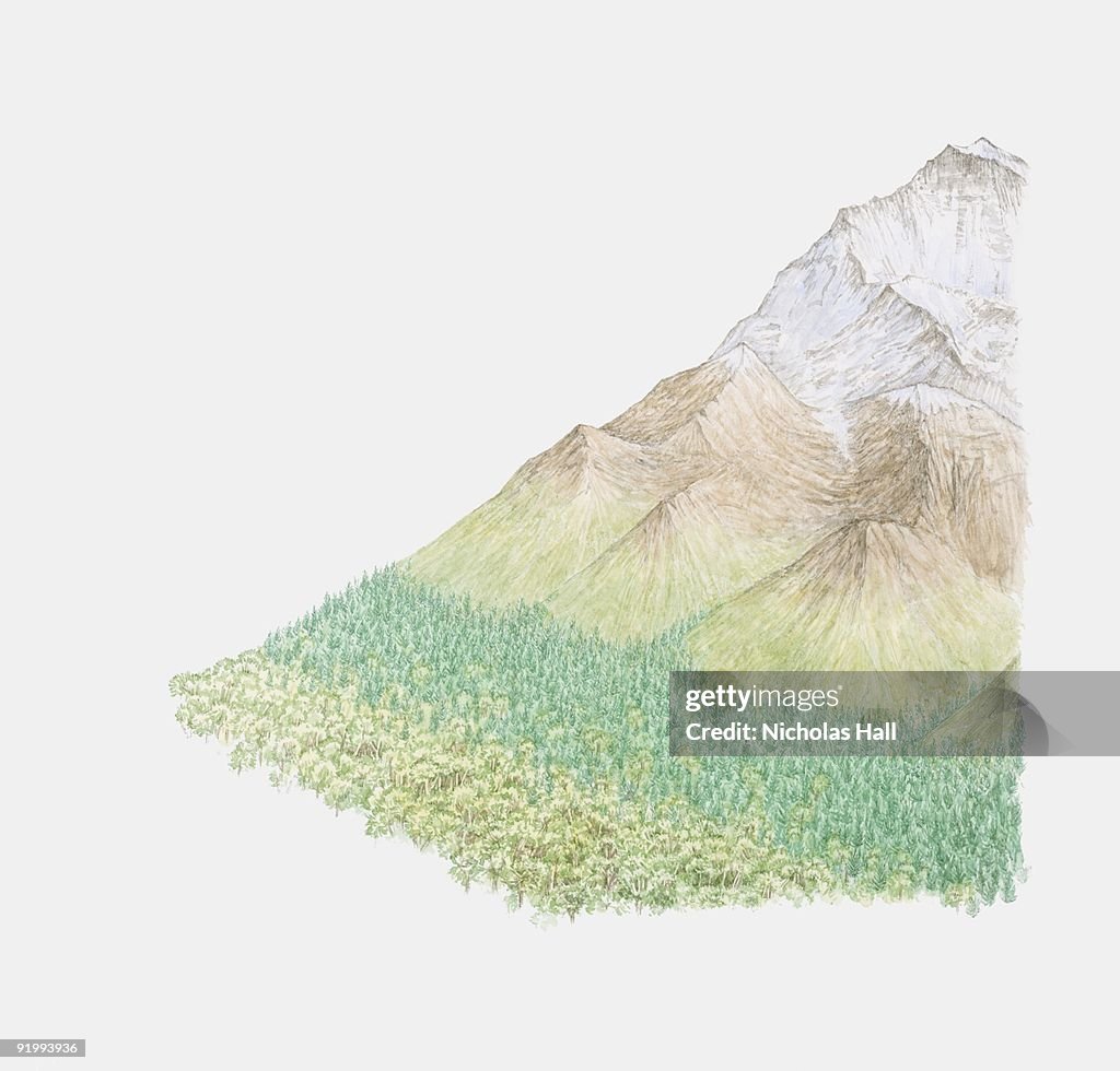Digital illustration showing various forms of mountain vegetation depending on altitude