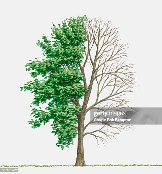 illustration of populus balsamifera (balsam poplar), a deciduous tree showing summer leaves and bare - bampton stock illustrations