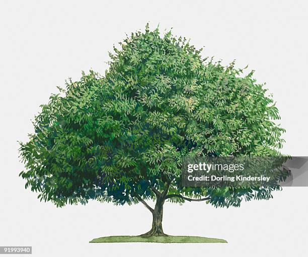 illustration of mangifera indica (mango), a large evergreen tropical tree - mango tree stock illustrations