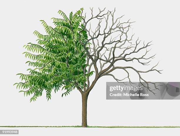 illustration of rhus typhina (staghorn sumac), a small deciduous tree showing summer leaves and bare - staghorn sumac stock illustrations