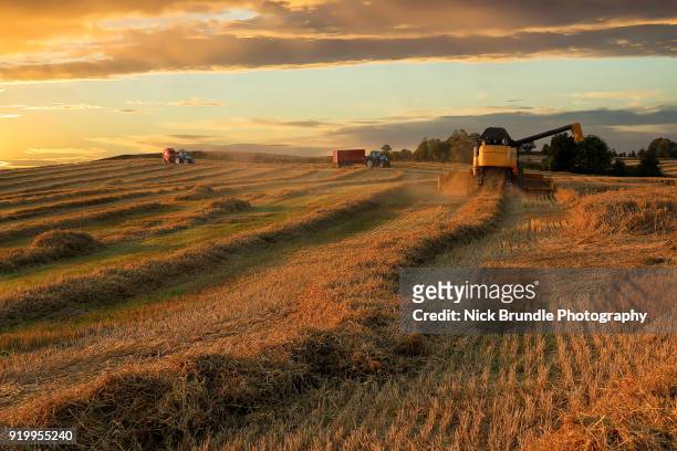 industrial agriculture - rye - grain stock pictures, royalty-free photos & images