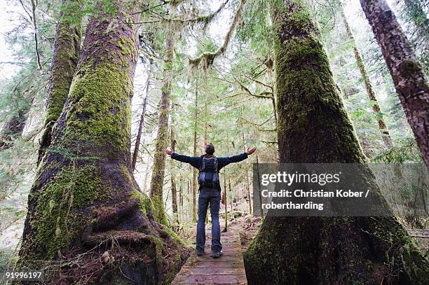 a hiker in the old growth forest at carmanah walbran provincial park, vancouver island, british columbia, canada, north america - carmanah walbran provincial park stock pictures, royalty-free photos & images