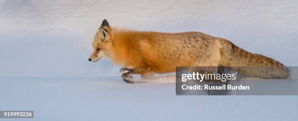 red fox in snow - red fox stock-fotos und bilder