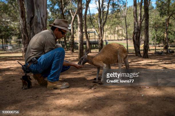 the farmer feeding the kangaroo - zoo keeper stock pictures, royalty-free photos & images