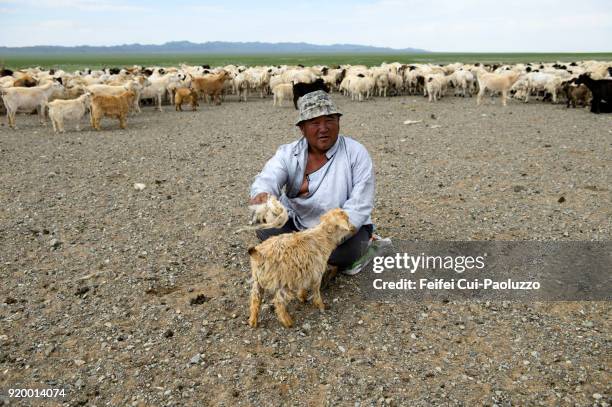 nomadic people with his sheeps and goats at khongoryn els, mongolia - gobi gurvansaikhan national park stock pictures, royalty-free photos & images