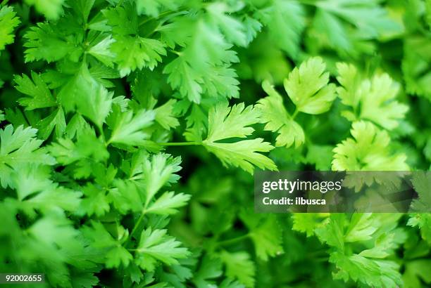 fresh ingredients : parsley - cow parsley stockfoto's en -beelden