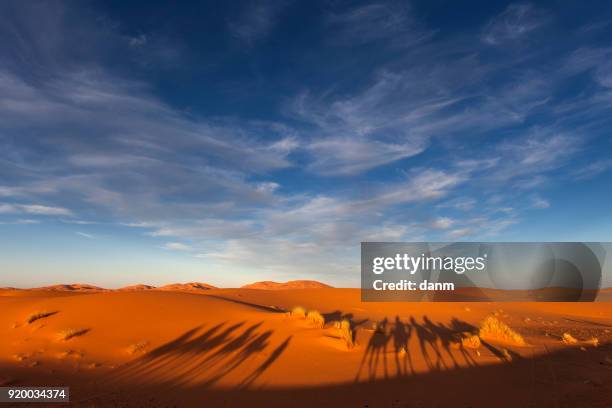 tourist camel caravana in morocco sahara with two bedouins walking in the middle of sunny desert - caravana stockfoto's en -beelden