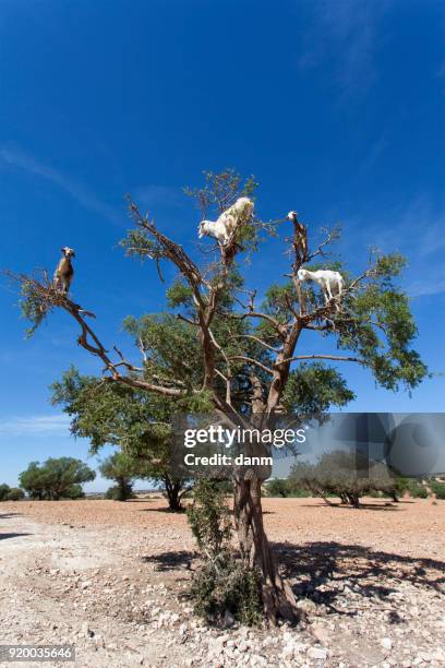 goat feeding in argan tree. marocco - argan photos et images de collection