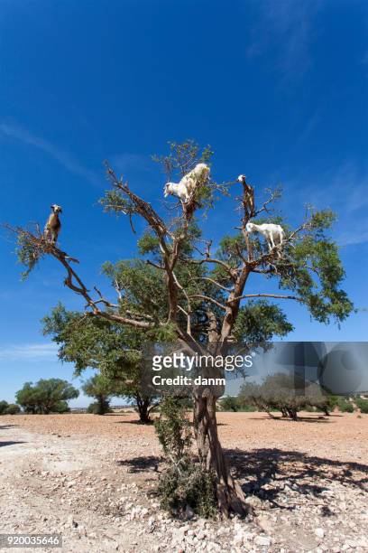 goat feeding in argan tree. marocco - argan oil stockfoto's en -beelden