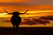 Longhorns at Sunset
