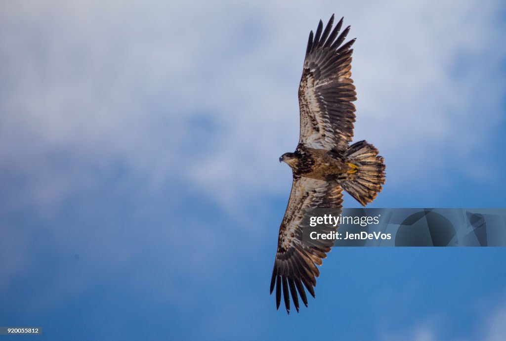 Golden immature eagle