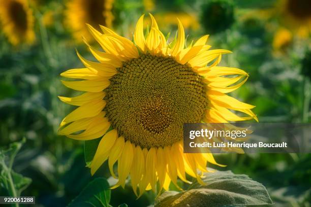 sun flowet at the sun - italian white sunflower stock pictures, royalty-free photos & images