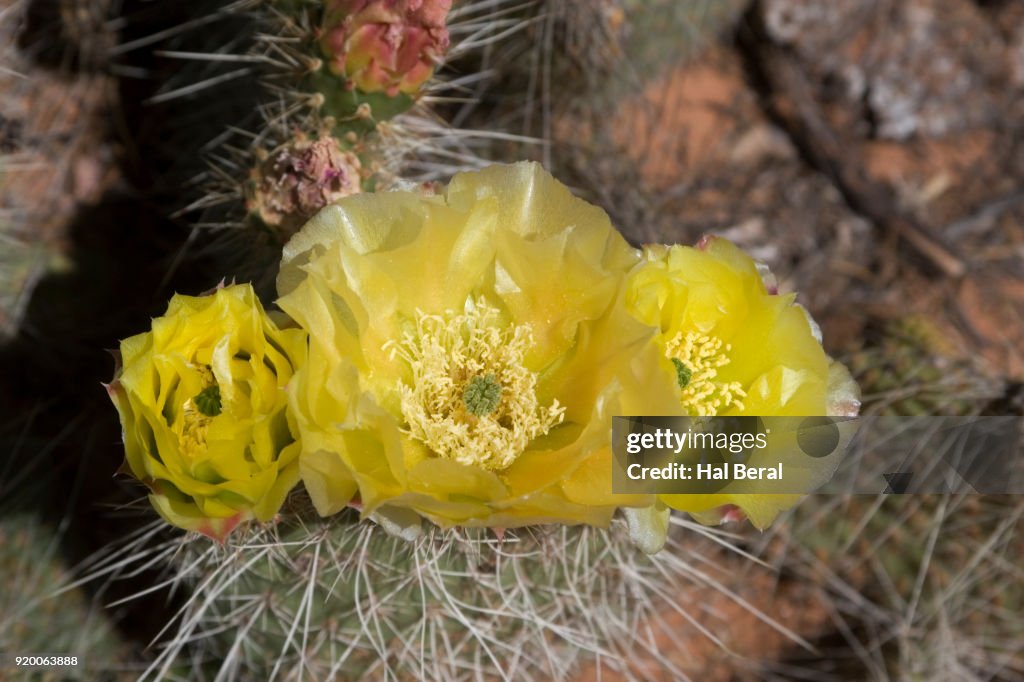 Grizzlybear Prickly Pear Cactus flowers