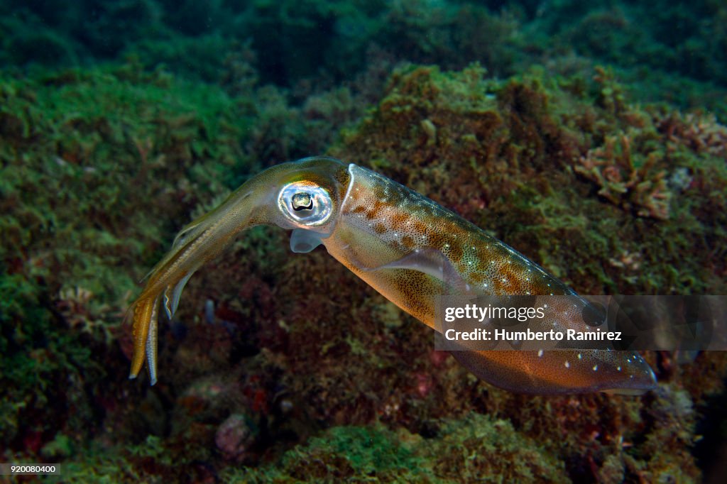 Caribbean Reef Squid.