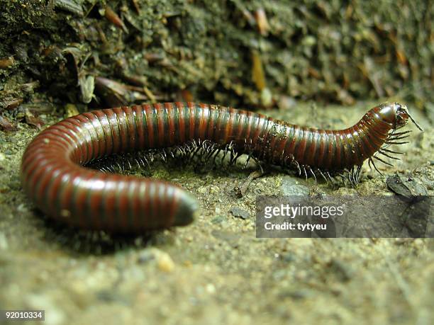 close-up centipede - centipede stockfoto's en -beelden