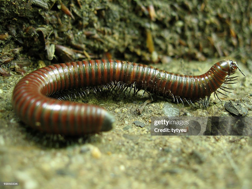 Close-up centipede
