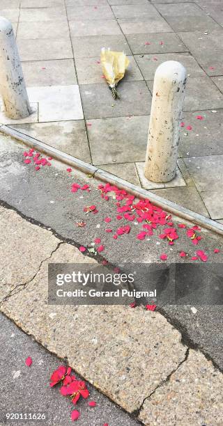 955 Roses Thrown Stock Photos, High-Res Pictures, and Images - Getty Images