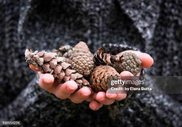 pine cones - september stock pictures, royalty-free photos & images