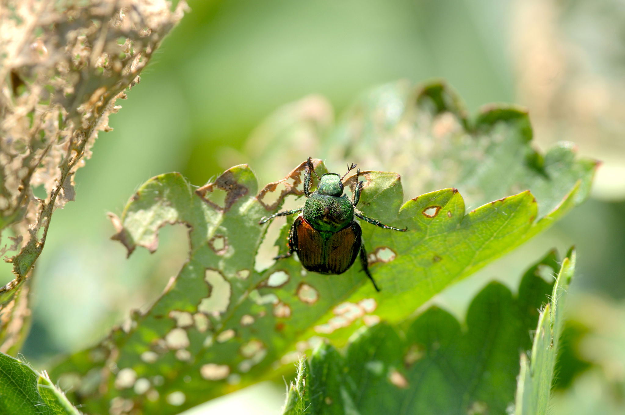 invasive pests