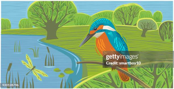 countryside scene with kingfisher - kingfisher river stock illustrations