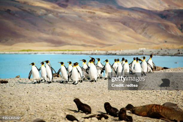 king penguins at beach south georgia - scarce stock pictures, royalty-free photos & images