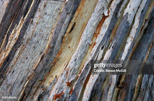 close-up of peeling bark on the trunk of a eucalyptus tree - tree chipping stock pictures, royalty-free photos & images