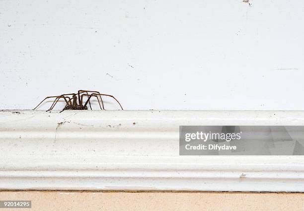 spider on a picture rail - spider stock pictures, royalty-free photos & images