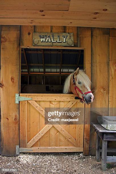 wally the horse - horse barn stock pictures, royalty-free photos & images