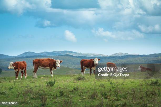 rural scene in maldonado (uruguay) cattle raised for beef consumption - maldonado uruguay foto e immagini stock