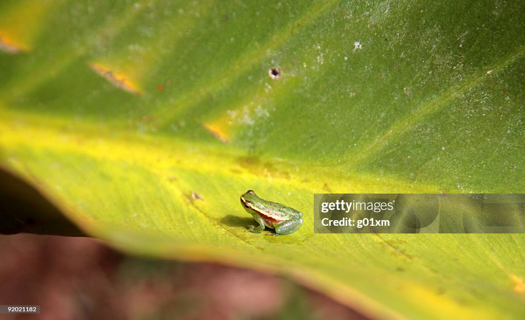 Tiny tree frog sitting on green leaf in amazon, Brazil