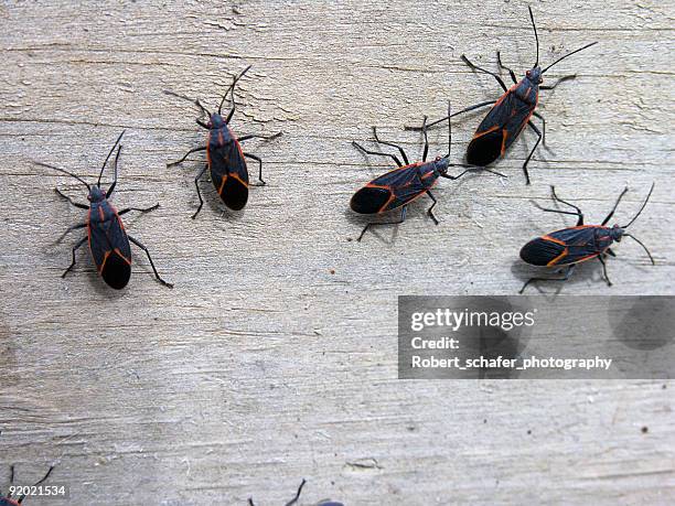 insects - box elder bugs - insecta stock pictures, royalty-free photos & images