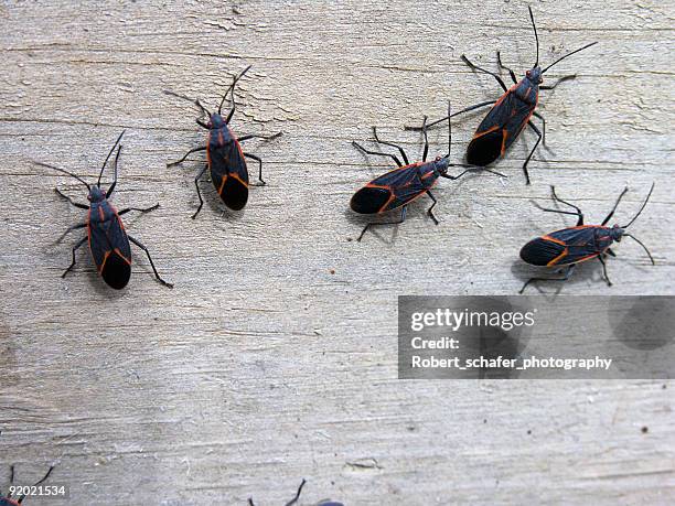 insetos-ácer-negundo erros - insect imagens e fotografias de stock