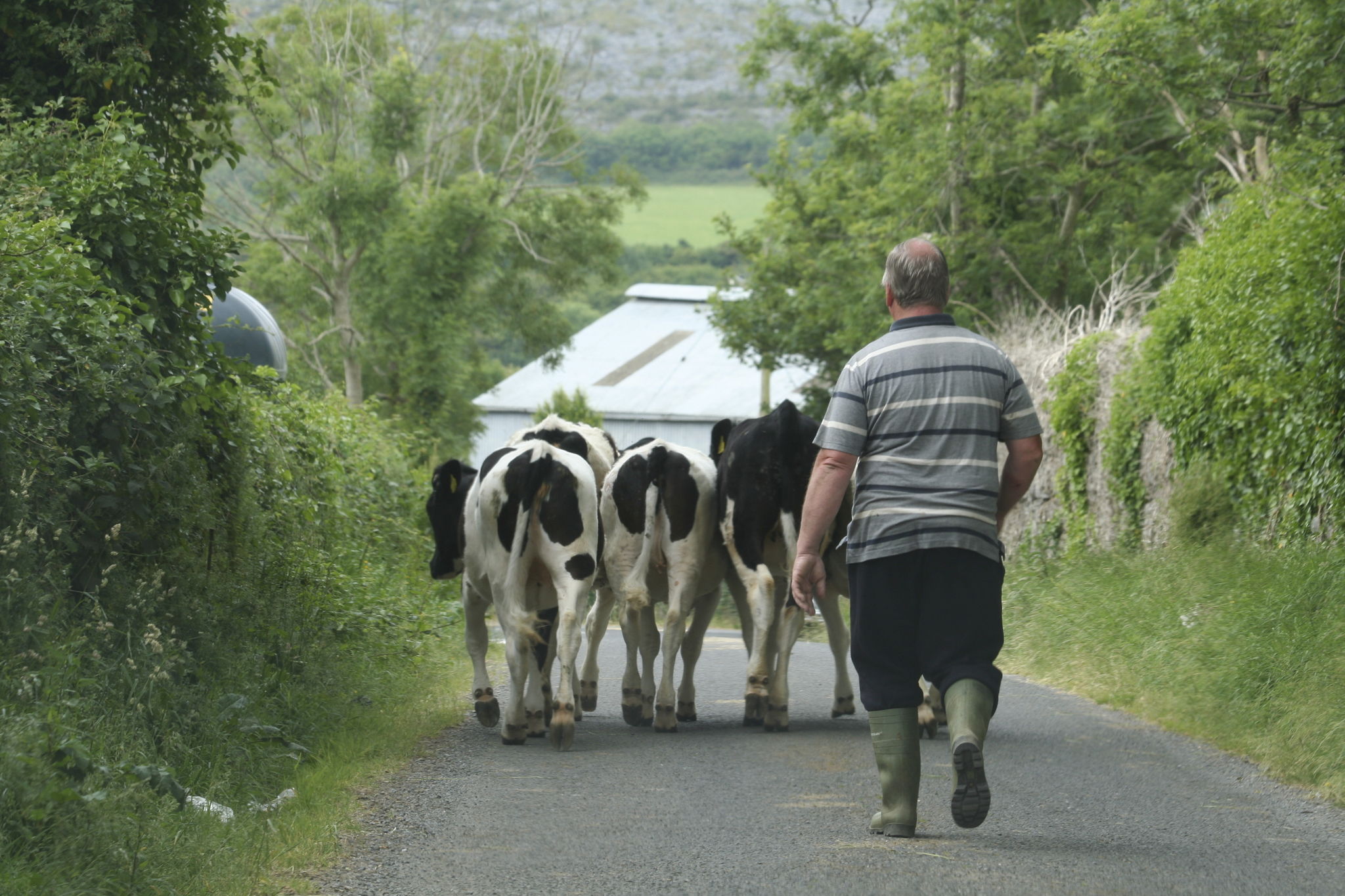 Irish Farmer with Cows Irish Farmer with Cows