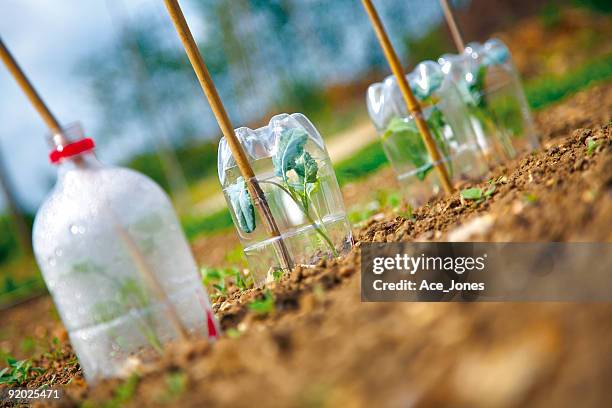 plants under cloches - cloche stock pictures, royalty-free photos & images