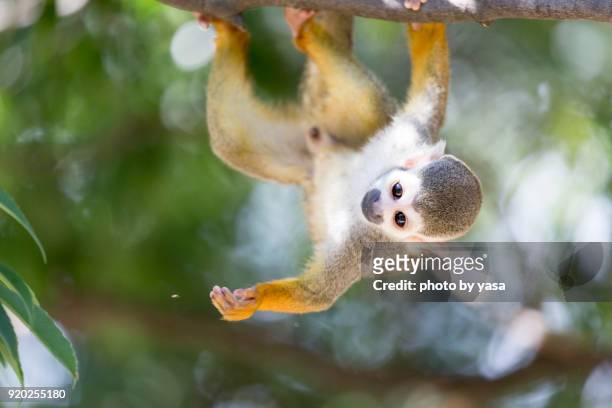 common squirrel monkey - dödskalleapa bildbanksfoton och bilder