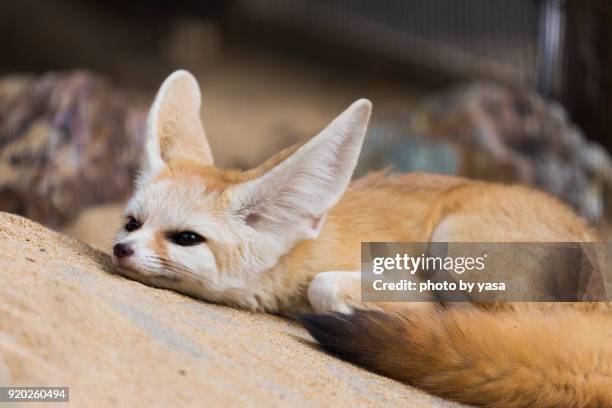 fennec fox - fennec fox stock pictures, royalty-free photos & images