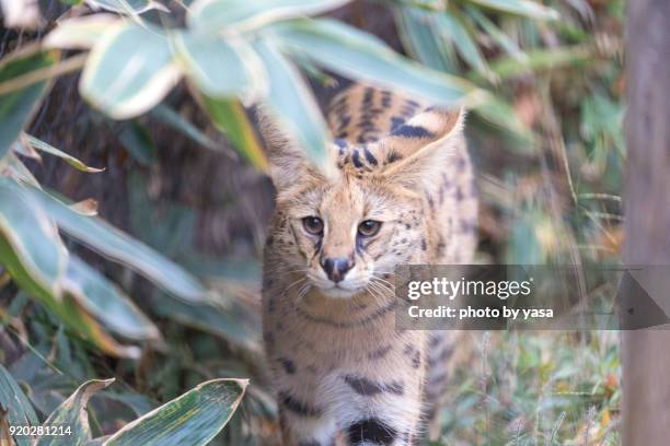 Serval High-Res Stock Photo